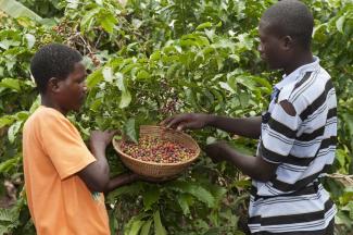 Harvesting coffee in Uganda: in spite of structural adjustment, African economies are still mostly exporting commodities. 