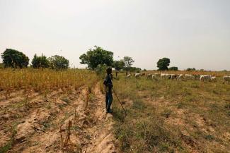 Vieh zwischen Feldern im Bundesstaat Niger 2018. 