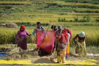 Harvesting rice in Lalitpur, Nepal. 