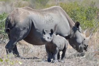 Rhinos in Kruger National Park.