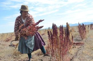 The Left Party wants to promote the creation of value chains in the countries of the global south so that people can make a living from more than just the sale of agricultural products. A quinoa farmer in Bolivia.