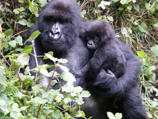 Mountain gorillas in Rwanda’s Volcanoes National Park.