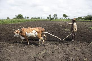 In Äthiopien haben die Bauern über die Jahrhunderte herausgefunden, wie sie den kargen Boden am besten bewirtschaften können.