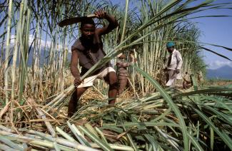 Biodiesel anzubauen geht nicht zu Lasten der Ernährungssicherheit, wenn auf den Feldern ohnehin Exportgüter angebaut werden: Zuckerrohrfarm in Tansania.