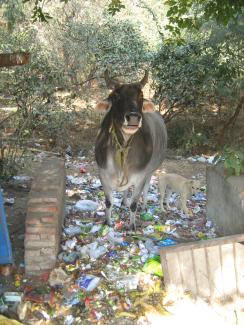Waste management is a challenge in many Asian cities, including New Delhi: animals feeding on garbage.