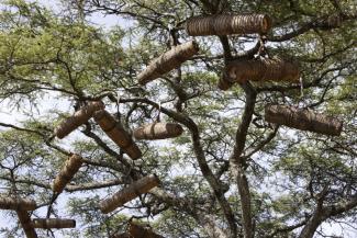 Bees are the most important pollinators. Beehives in trees in Ethiopia.