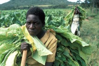 Statt Nahrungsmittel bauen die Farmer in Simbabwe heute beinah nur mehr Exportgüter wie Tabak an.