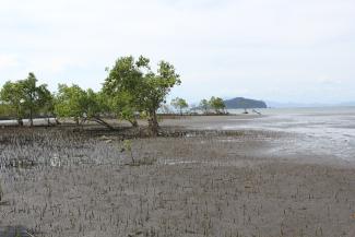 Conservation International helps to restore mangrove forests in Verde Island Passage, Philippines.