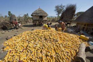 Maize harvest in Ethiopia.