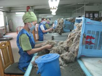 Formal geregelte Arbeitsplätze sind wichtig: Wollsortierung in einer Kashmir-verarbeitenden Firma in Ulaan Bataar.