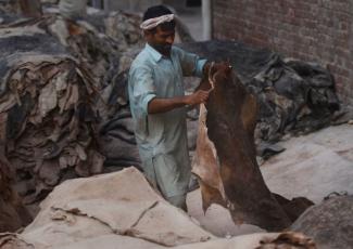 Gerberei-Arbeiter in Lahore.