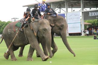 Minor International veranstaltet jedes Jahr ein Elefantenpoloturnier in Thailand als Fundraising und Werbung für seine Elefantenprojekte.