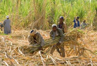 Sugar cane harvest in Luxor, Egypt.