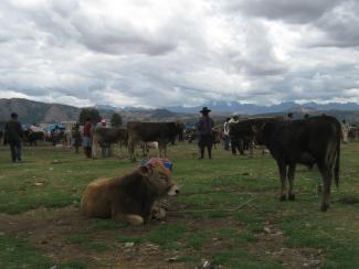 Banken für ländliche Entwicklung benötigen andere Regeln als multinationale Investmentbanken: Bauernmarkt in den peruanischen Anden.