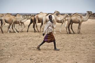 Pastoralists help in many ways to preserve ecosystems and food security.