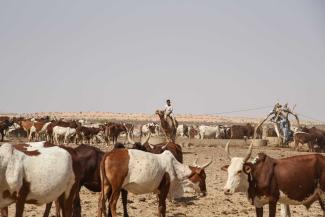 When a family member joins an extremist group, the cattle are safe: herders near Mopti in 2019.