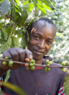 Harvesting coffee in Kenya.