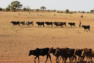 Ein Hirte in Burkina Faso treibt seine Herde zu einer Wasserstelle.