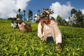 Kenianische Teepflückerin telefoniert bei der Arbeit.