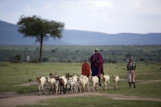 Herding goats in Ngoiroro, Rift Valley, Kenya.