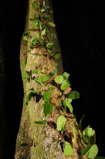 Leaf cutter ants in Honduras.