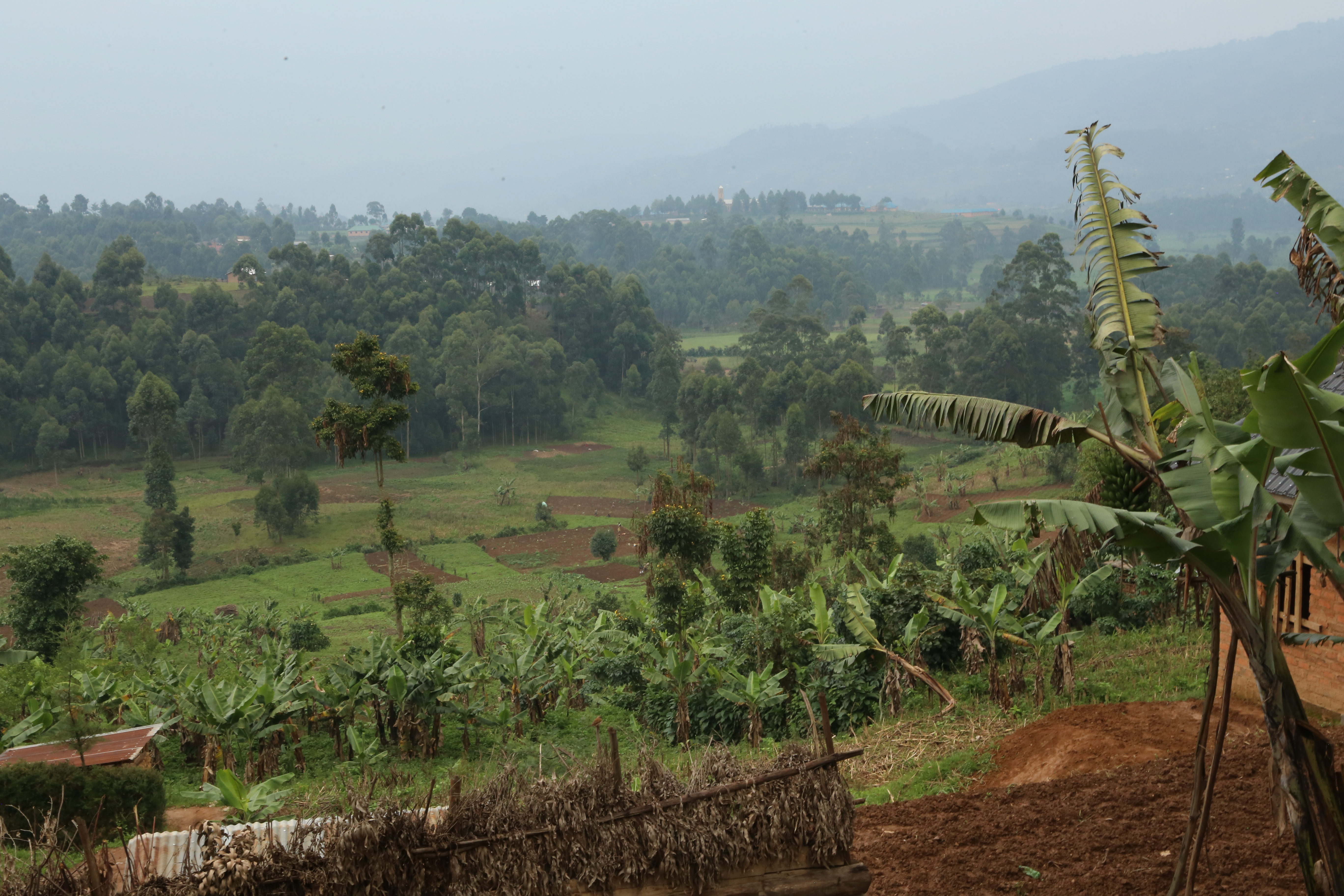 JD Agriculture in Uganda: for smallholders, the use of GMO could lead to dependance on corporations.