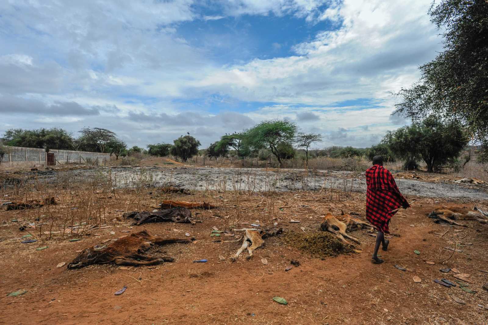 picture-alliance/AA/Gerald Anderson Young people’s outlook is darkening: dead livestock is a daily visible impact of the climate crisis in Kenya.