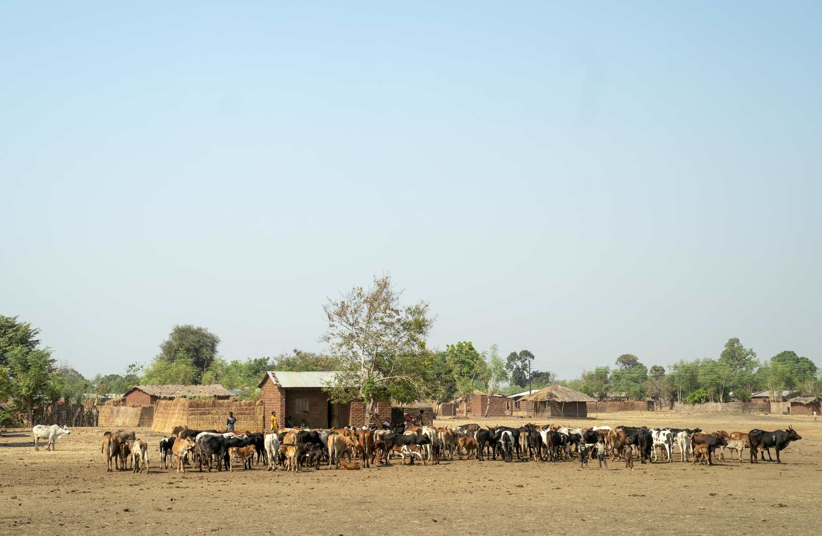 Processing cow’s milk locally can create jobs.
