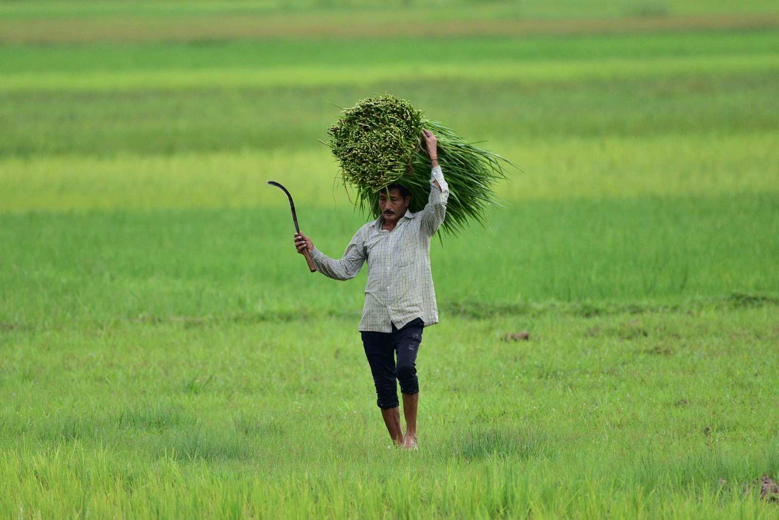 Bauer im indischen Bundesstaat Assam.