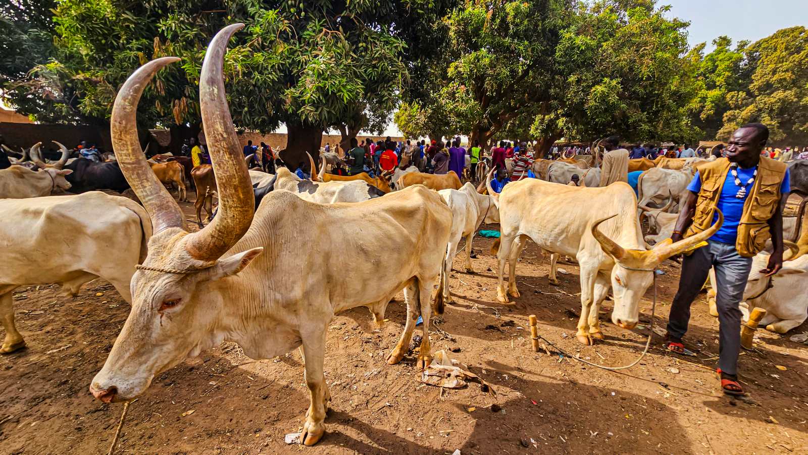 Cattle auction in South Sudan.