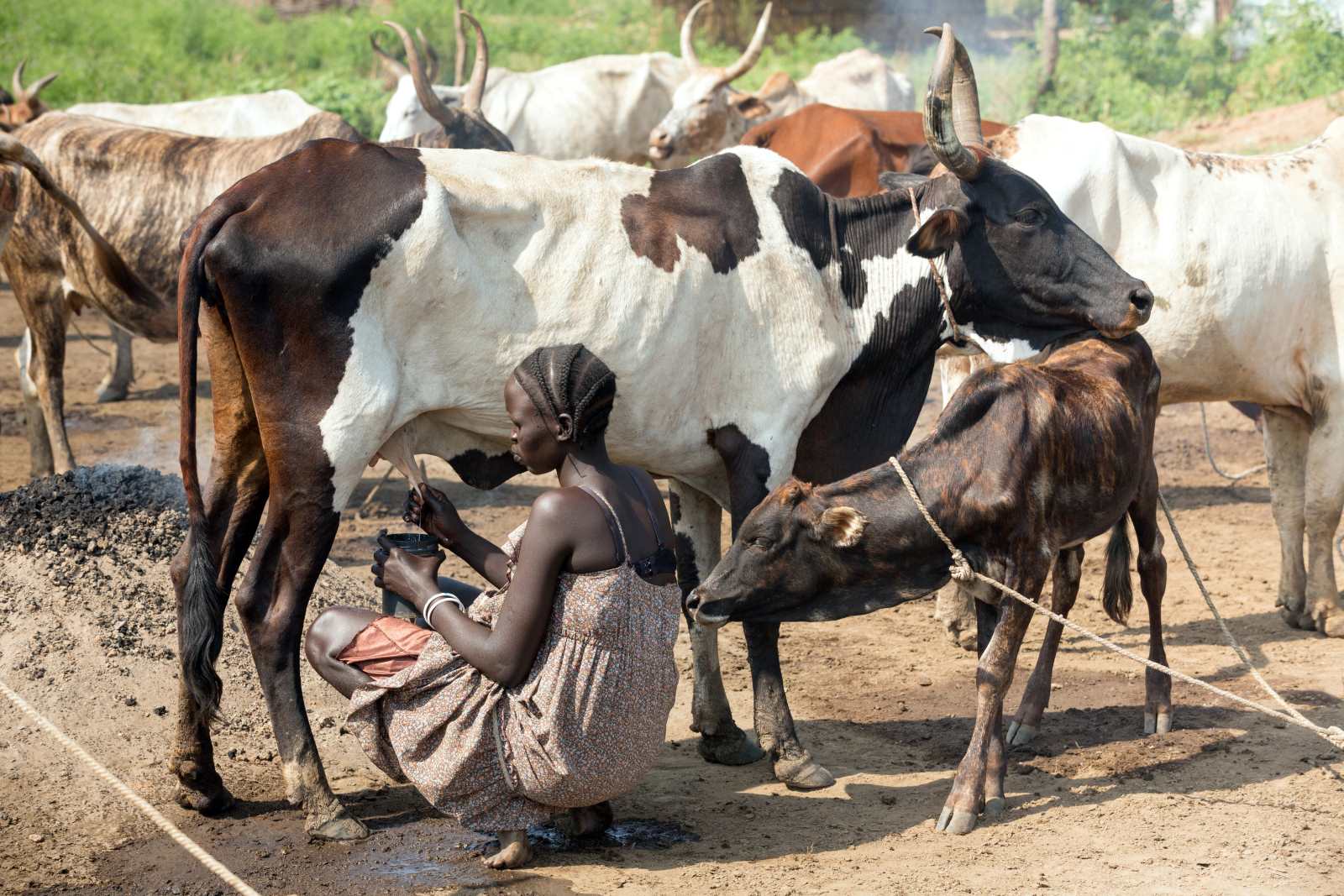 Die Nuer, eine der beiden größten ethnischen Gruppen in Gambela, leben hauptsächlich von der Viehhaltung.