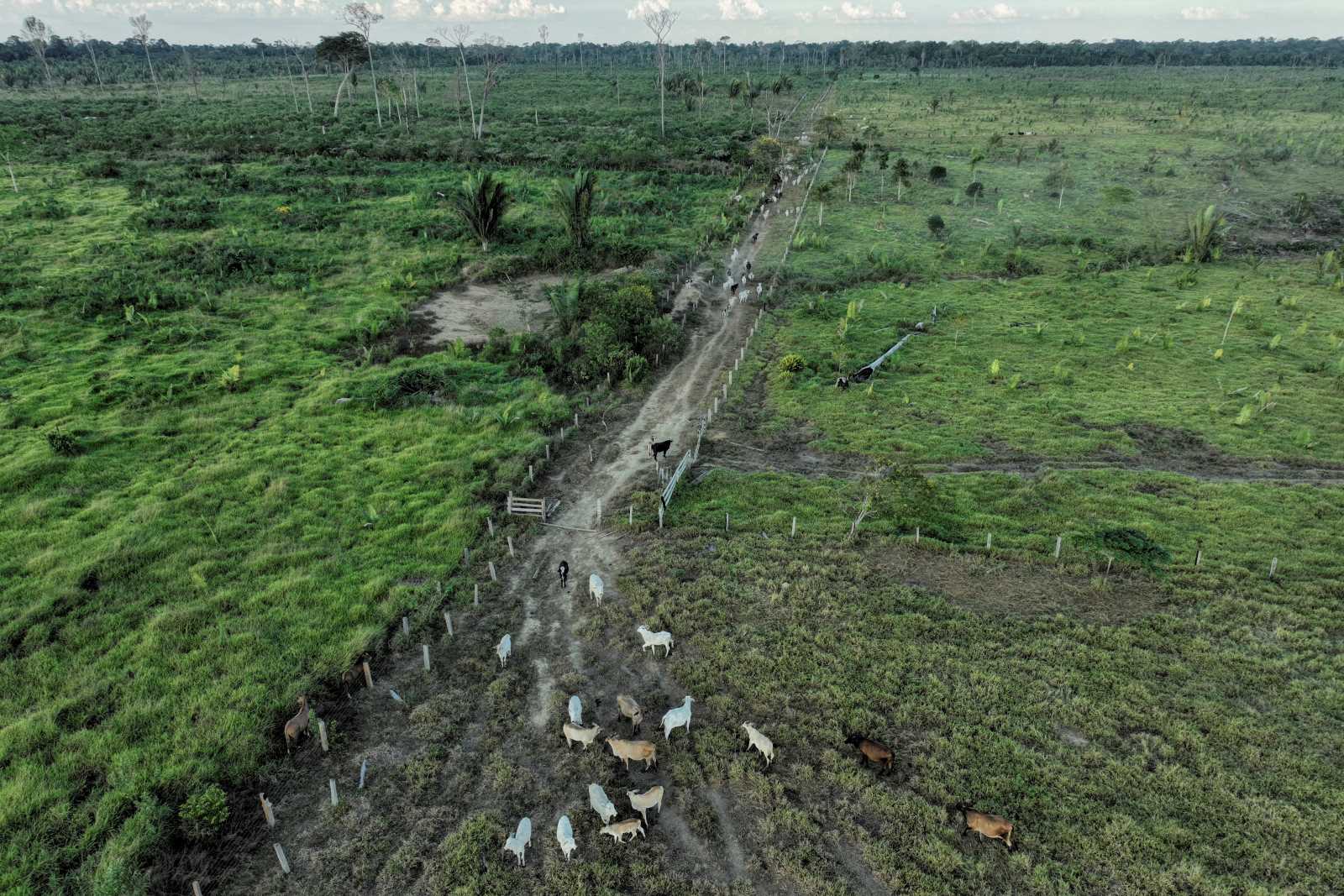 Cattle in an illegally deforested area in Rondonia state, Brazil, 2023.