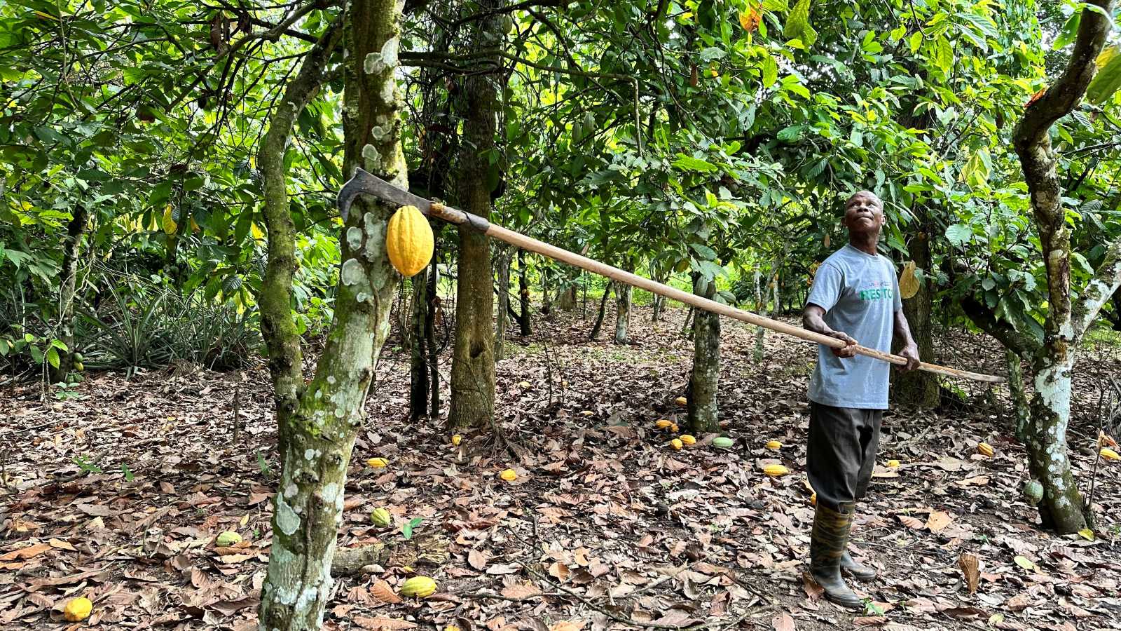 Cocoa harvest in Ghana: For cocoa farmers, the billion-dollar market often does not yield much.