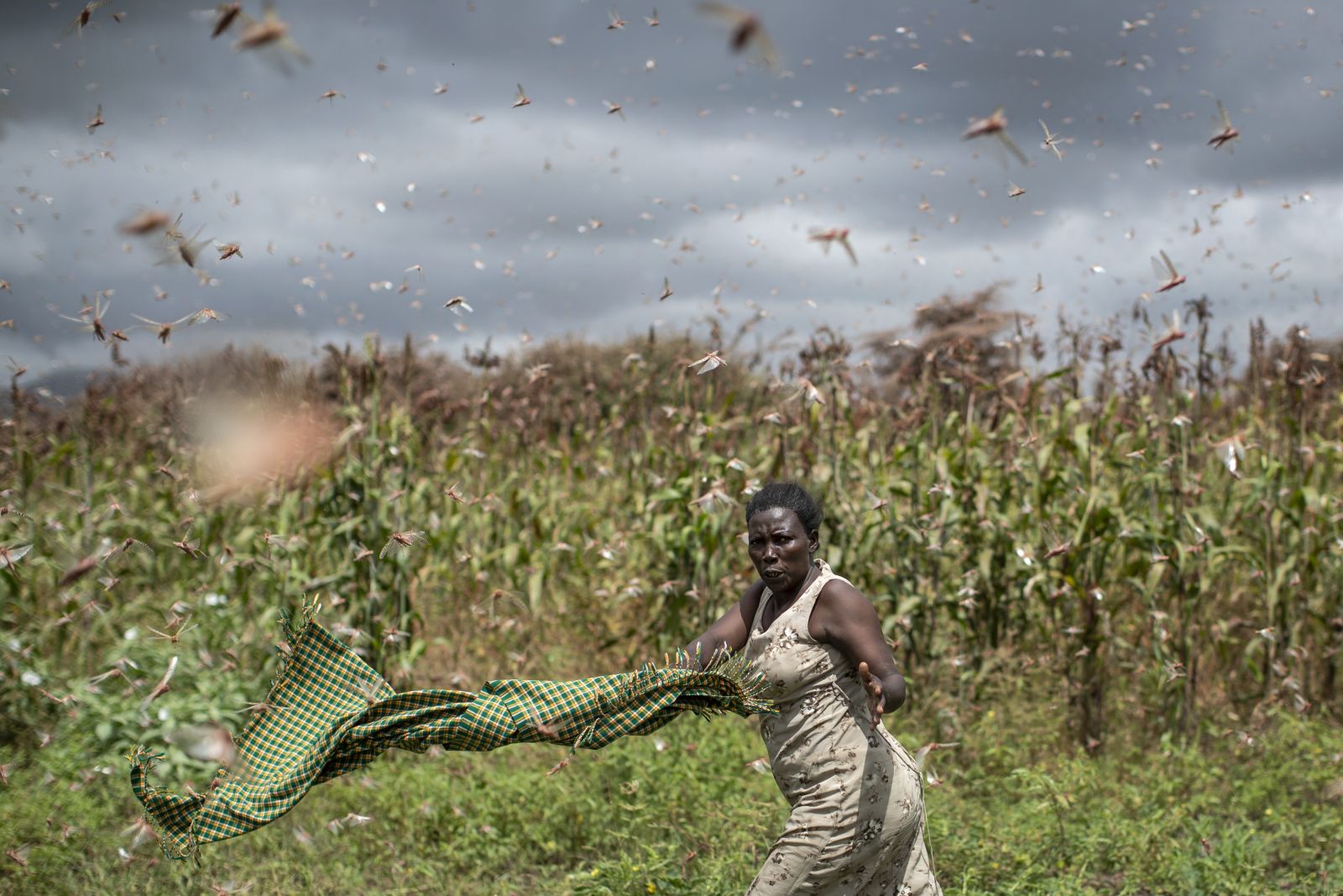 Locusts have multiplied because of unusually wet weather last year and are now causing serious damage in Kenya.