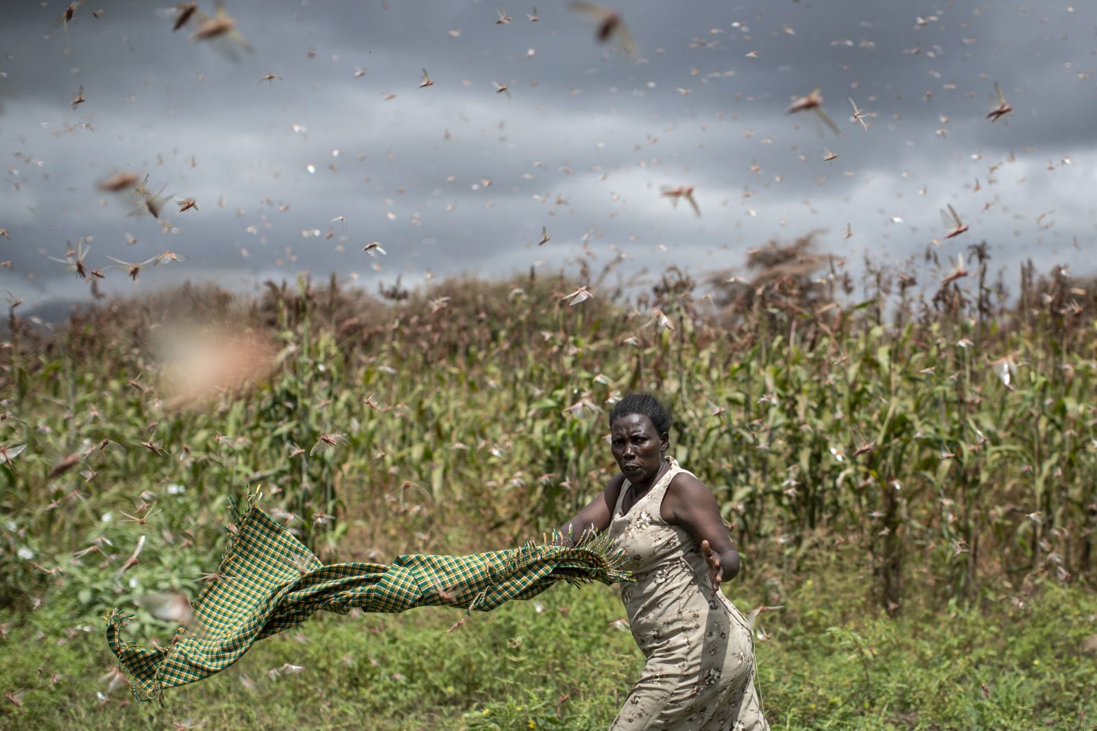 Curtis/picture-alliance/dpa Locusts have multiplied because of unusually wet weather last year and are now causing serious damage in Kenya.