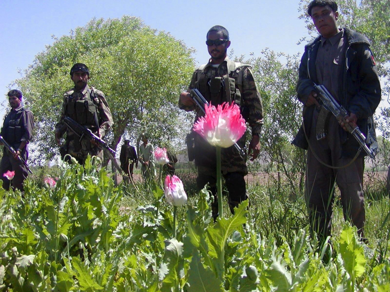 Afghan police officers in a poppy field in 2006.