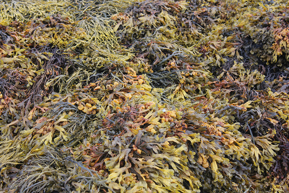 Chahboune Braunalgen, die in den Fjorden Islands geerntet werden, dienen als Rohstoff für alternative Fasern, die einmal Baumwolle ersetzen könnten.
