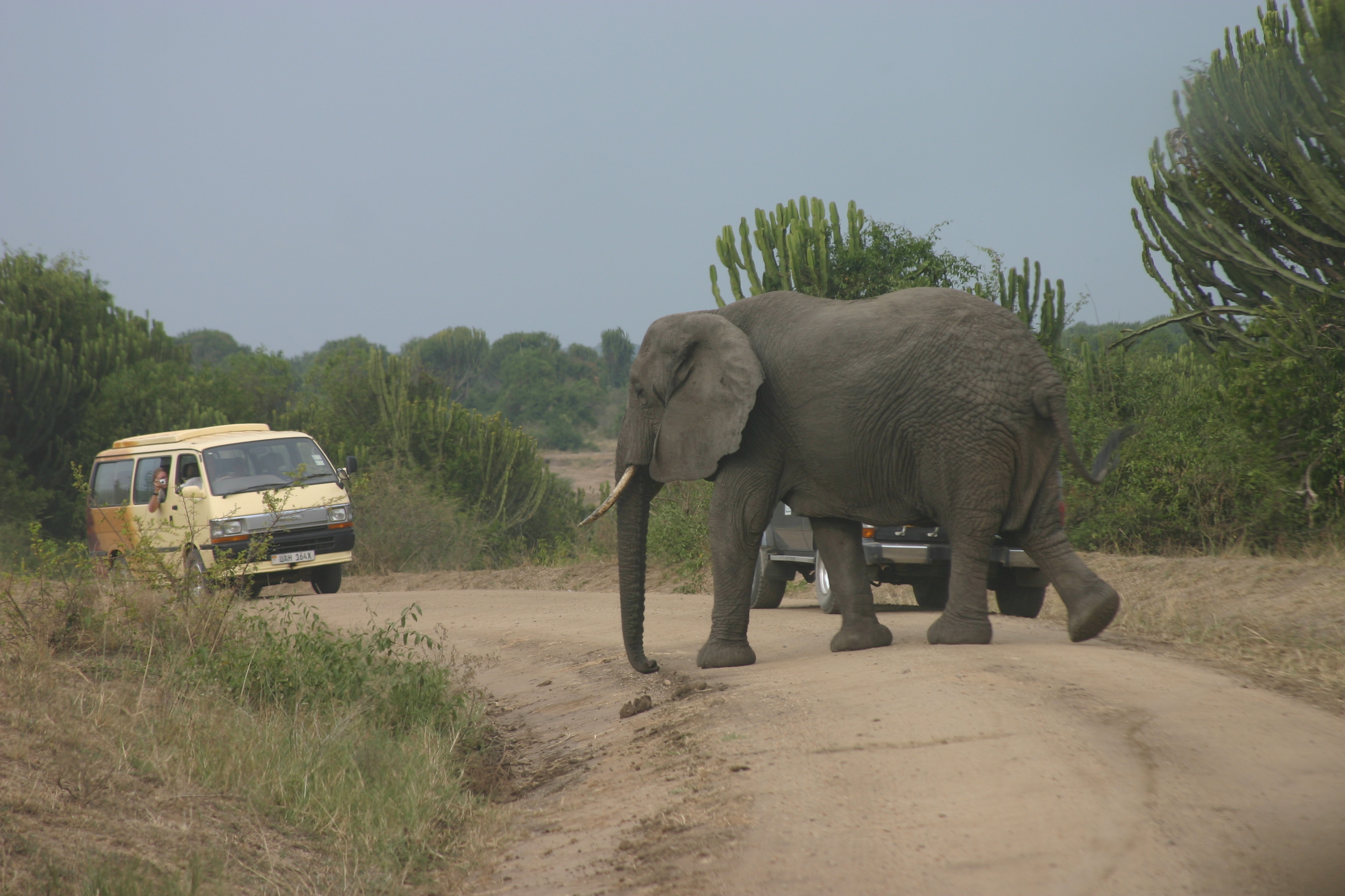 Safarireisen in Ostafrika, wie hier im Queen-Elizabeth-Nationalpark in Uganda, sind um bis zu 70 Prozent zurückgegangen.