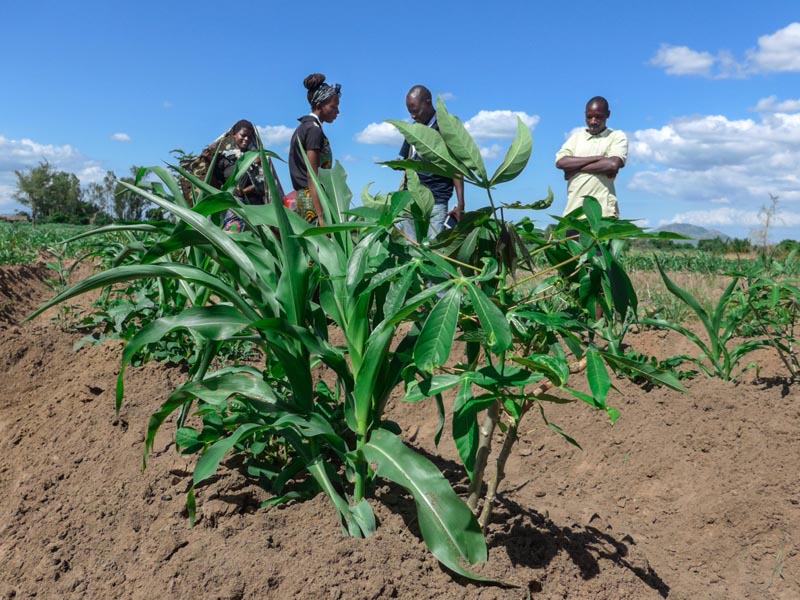 Simple innovation with big effect – intercropping of cassava and maize (Malawi).