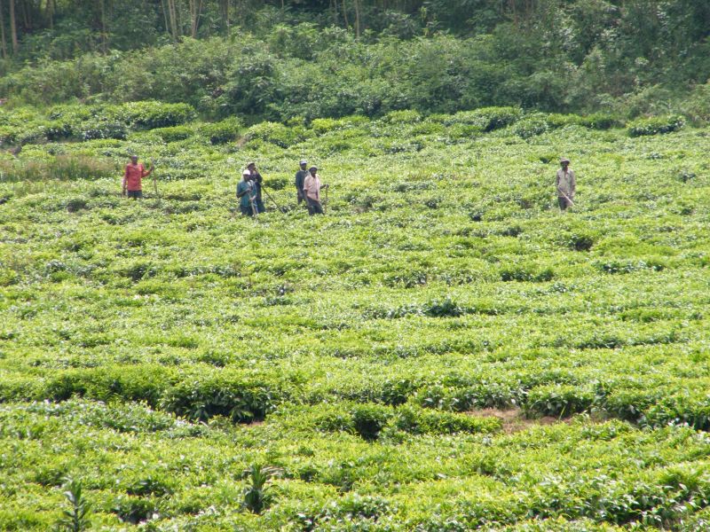 Die Grünen halten den Kampf gegen den Klimawandel für elementar, da vor allem die Ärmsten in Entwicklungsländern unter ihm leiden. Bauern in Ruanda.