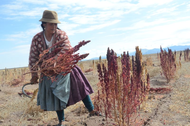 Ismar/picture-alliance/dpa Die Linke will den Aufbau von Wertschöpfungsketten in den Ländern des Südens fördern, damit die Menschen nicht nur vom Verkauf landwirtschaftlicher Produkte leben müssen. Quinoa-Bäuerin in Bolivien.