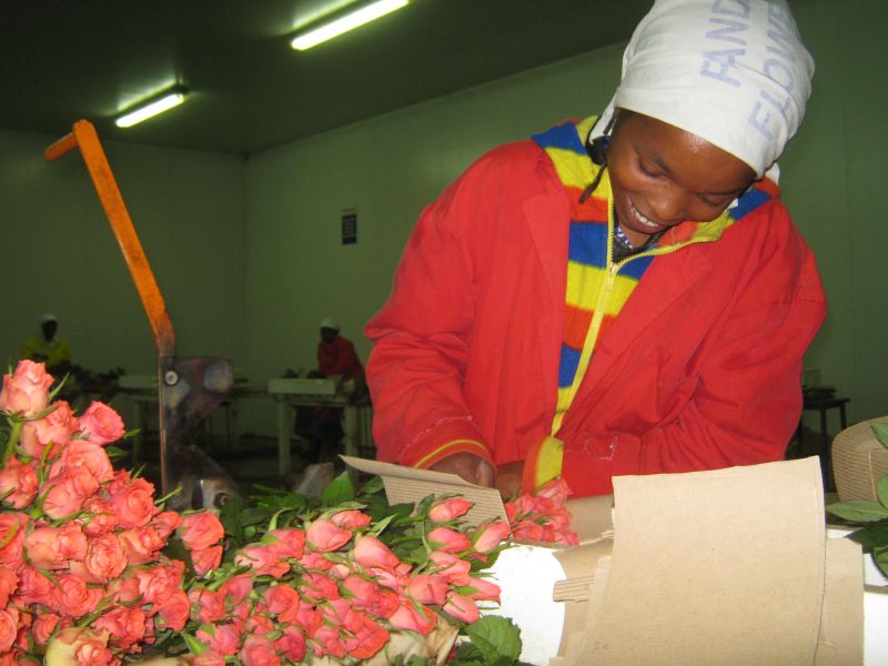 Kenyan cut flower farm  –  rural businesses can become included even in global supply chains.
