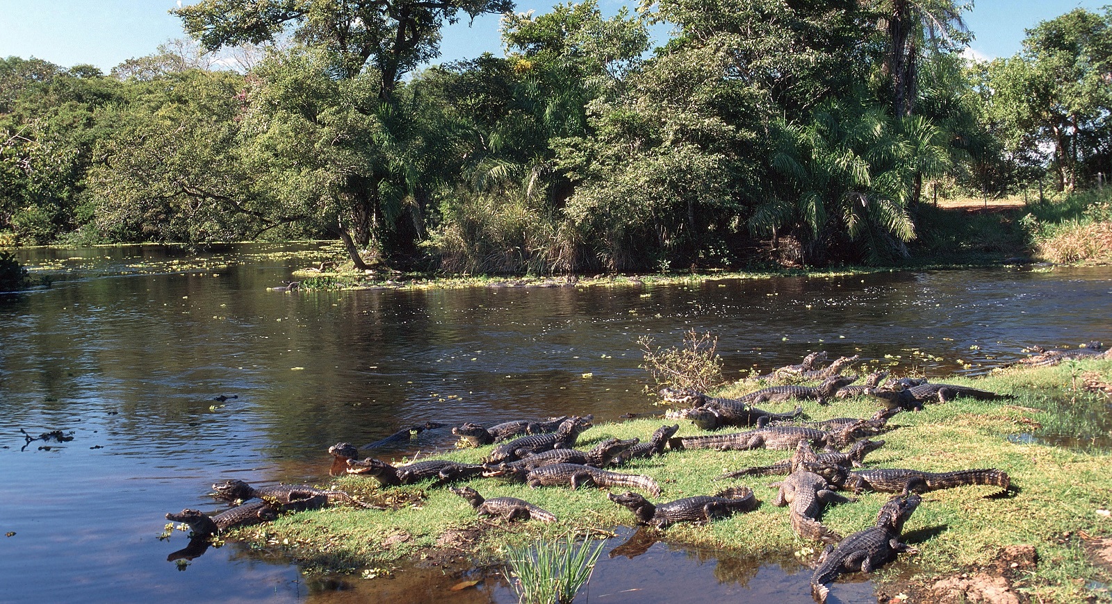 The Pantanal is home to a great diversity of species, including the Paraguay caiman.