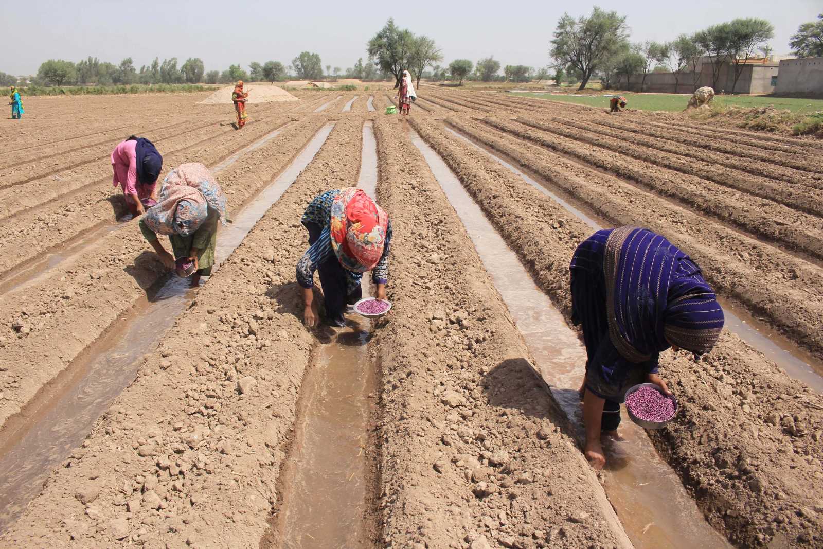 picture alliance / Xinhua News Agency / Stringer Aussaat von Baumwolle in Punjab.