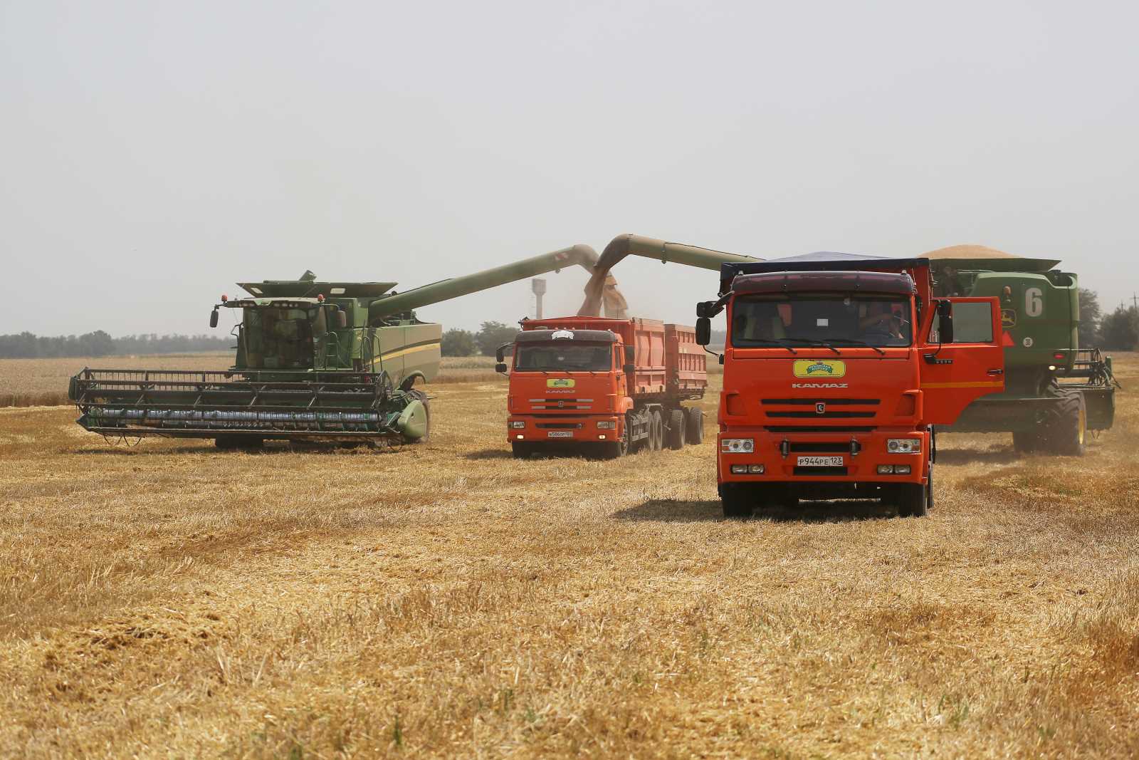 picture alliance / AP / Vitaly Timkiv Wheat harvest near Tbilisskaya, Russia