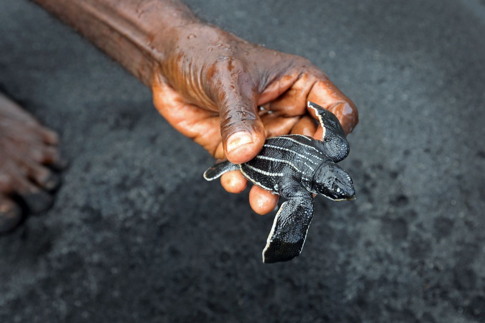Björn Svensson/Blue Action Fund Blue Action Fund supports the monitoring of endangered turtles in the Solomon Islands in the South Pacific Ocean.