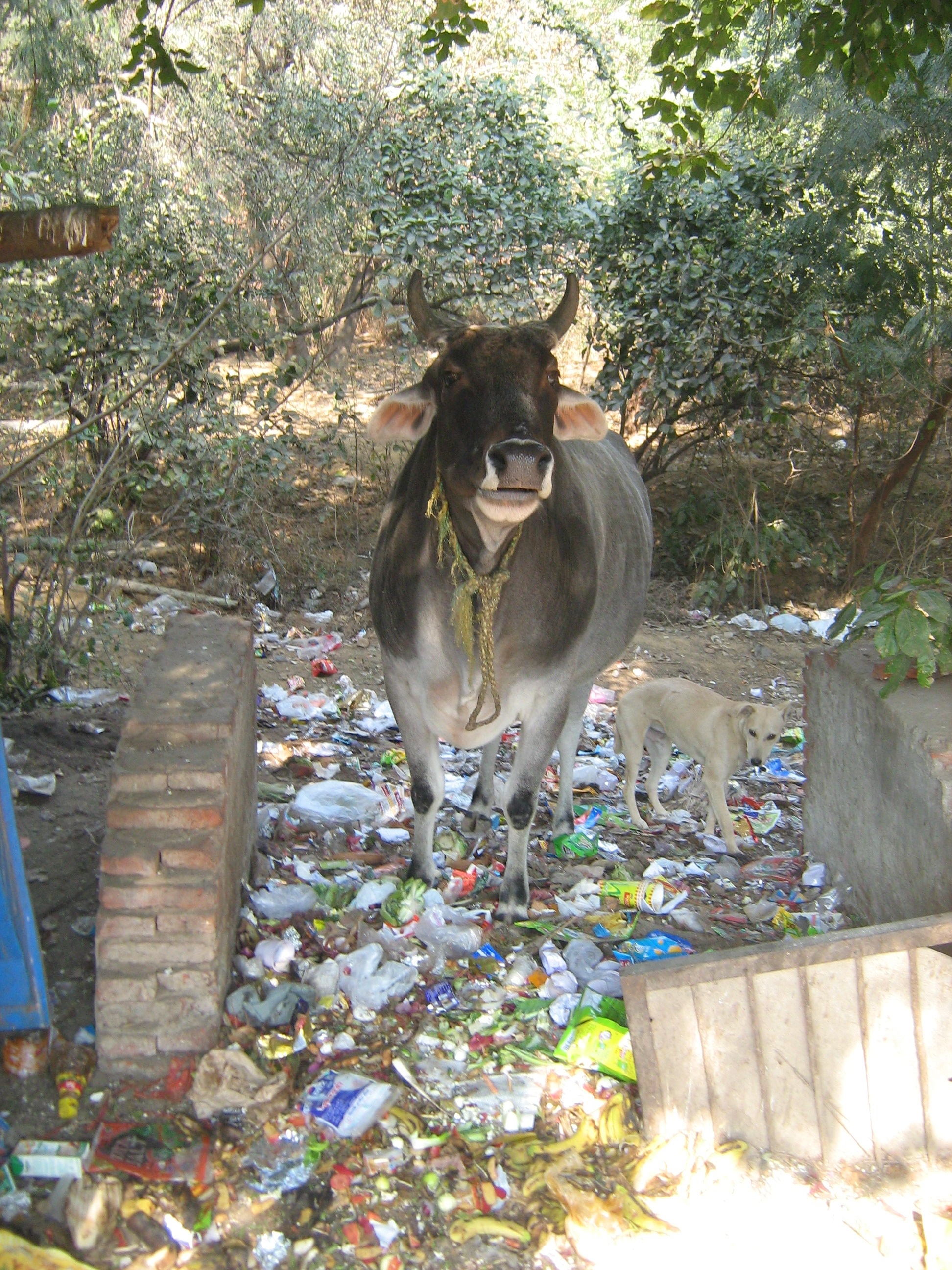 Dembowski Müllmanagement funktioniert in vielen asiatischen Städten nur schlecht: Tiere verwerten Haushaltsabfälle in Neu Delhi.