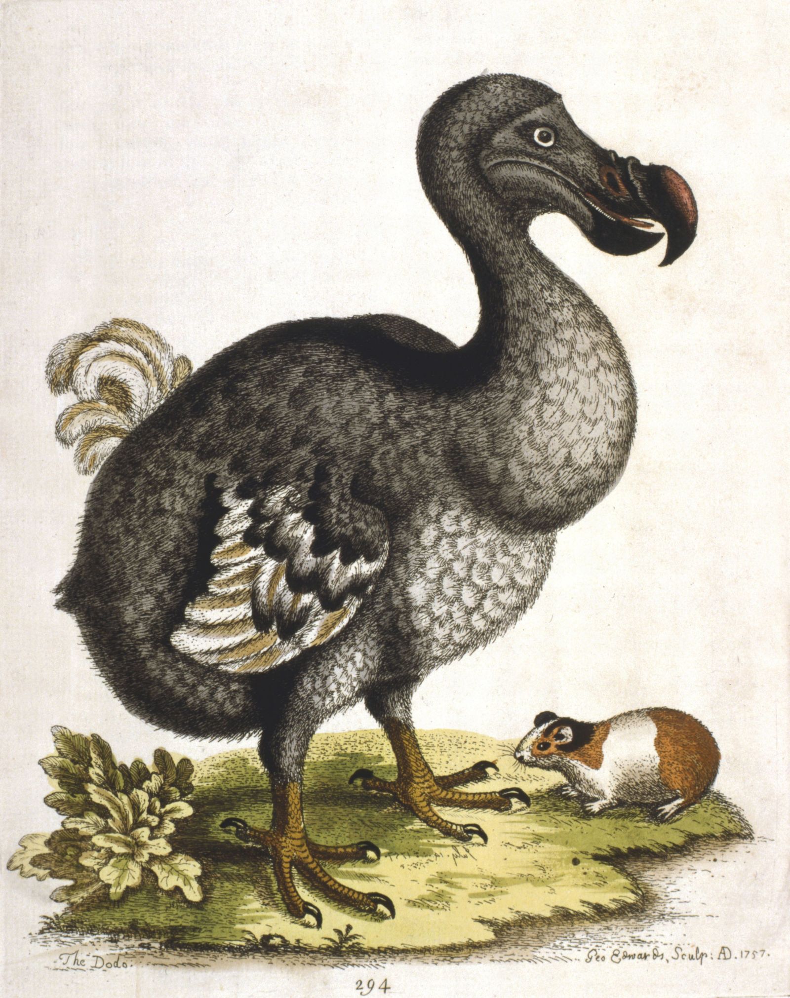 Der ausgestorbene Dodo ist das Wappentier von Mauritius und Symbol für das verlorene Paradies.