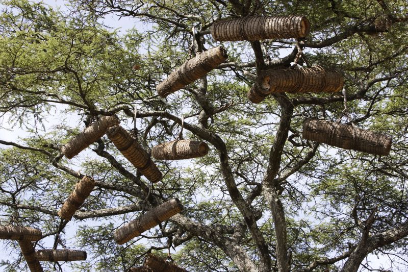 Bienen sind die wichtigsten Bestäuber. Bienenstöcke in Bäumen in Äthiopien.