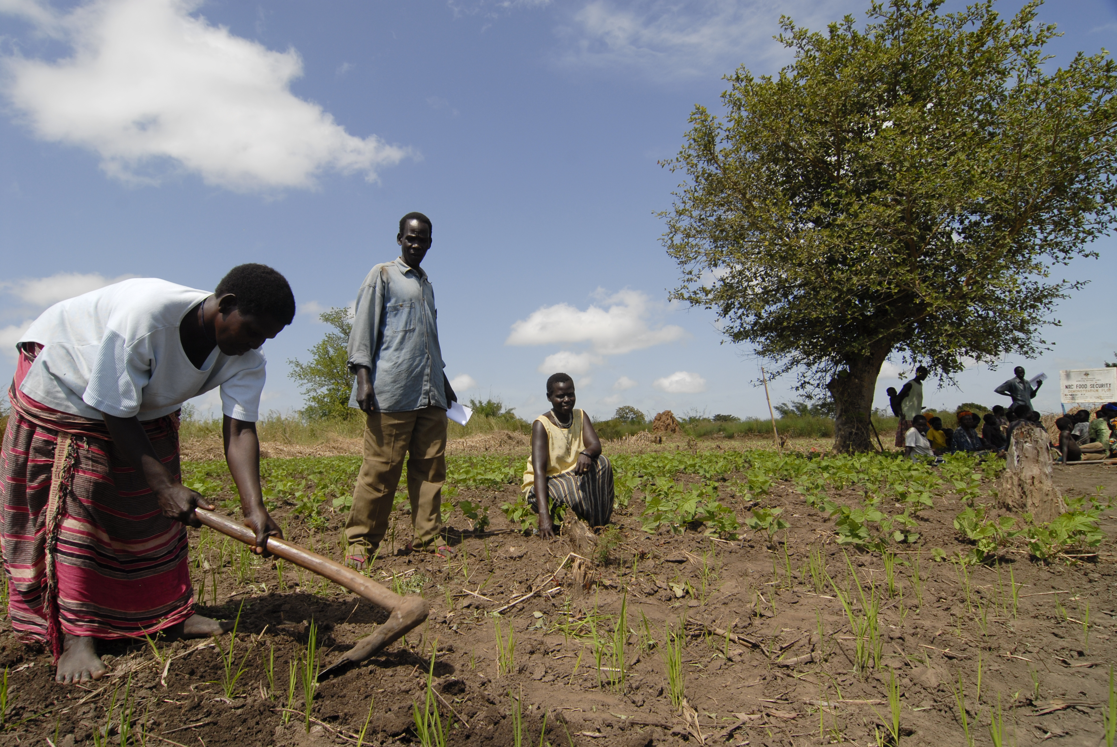 Agricultural training in Uganda: Smallholder farmers need more support, especially women.